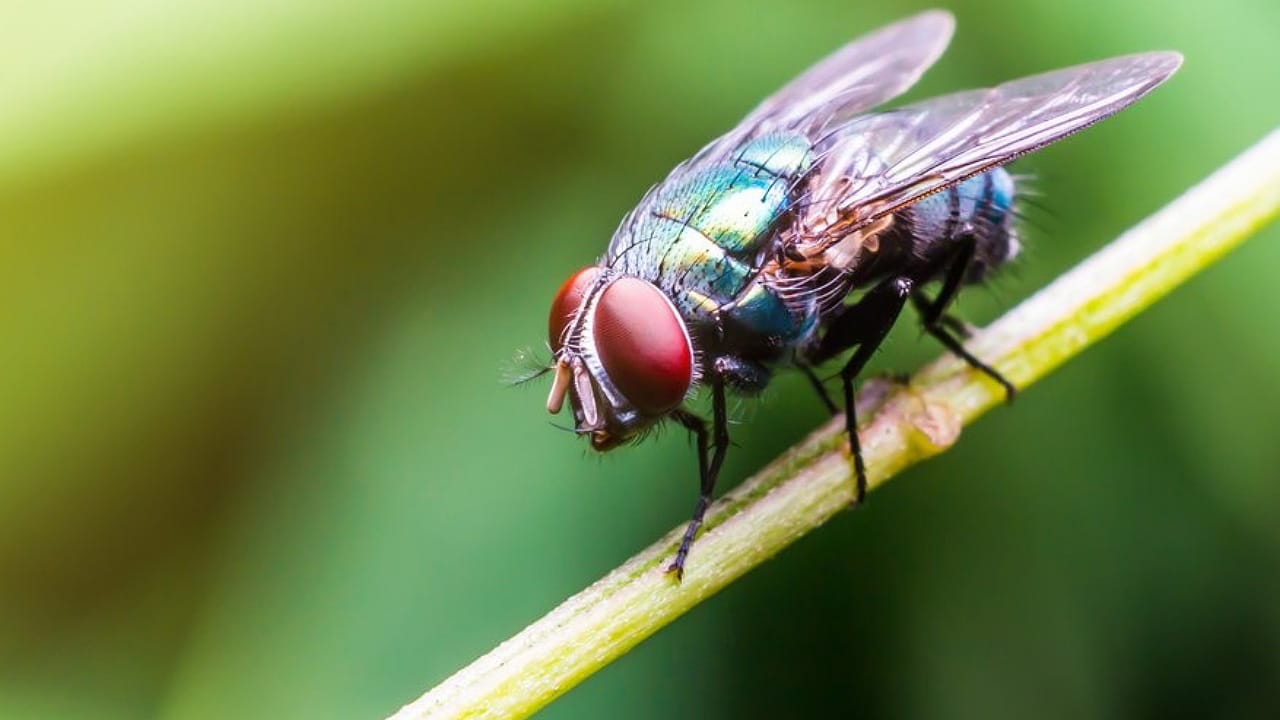 Flies: ఈగలు మనుషులపై ఎందుకు వాలుతాయో మీకు తెలుసా?