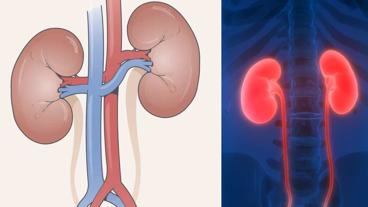 Kidneys : కిడ్నీలు అసలు ఏం పని చేస్తాయి.. కిడ్నీలు బాగుంటే మన ఆరోగ్యం బాగున్నట్టే..