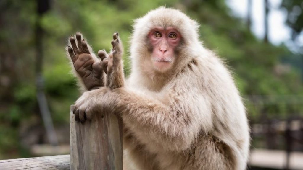 Monkey