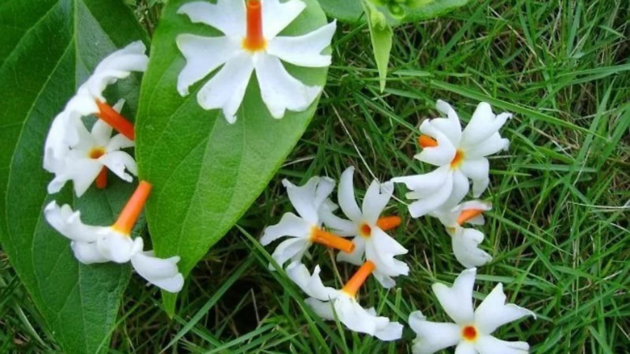 Parijata Flowers: పూజ కోసం పారిజాత పూలు కోయకూడదు తీసుకోకూడదు.. కారణం ఏంటో తెలుసా?
