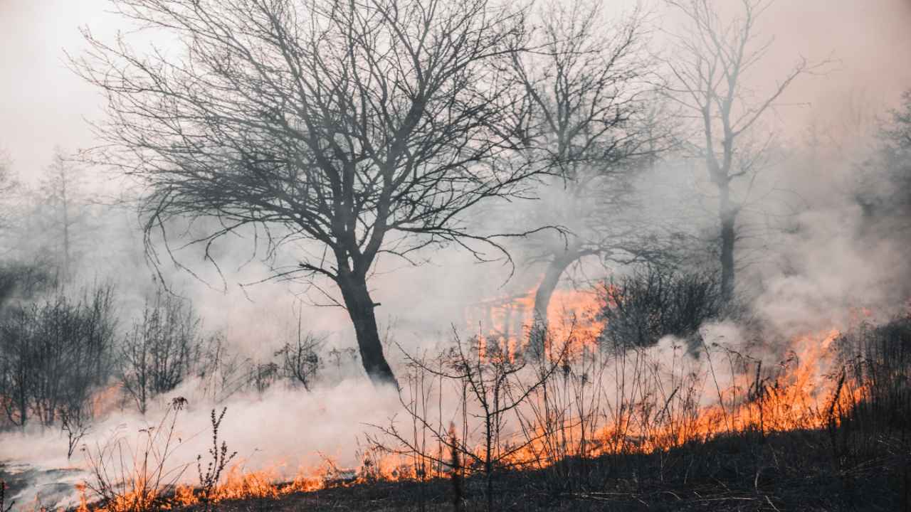 Kazakhstan: కజకిస్థాన్ అడవుల్లో భారీ అగ్నిప్రమాదం.. 14 మృతదేహాలు లభ్యం