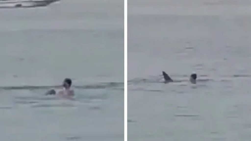 Shark Attack