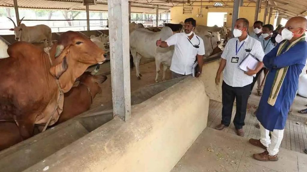 Ttd Cow (file Photo)
