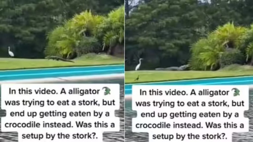Viral Video