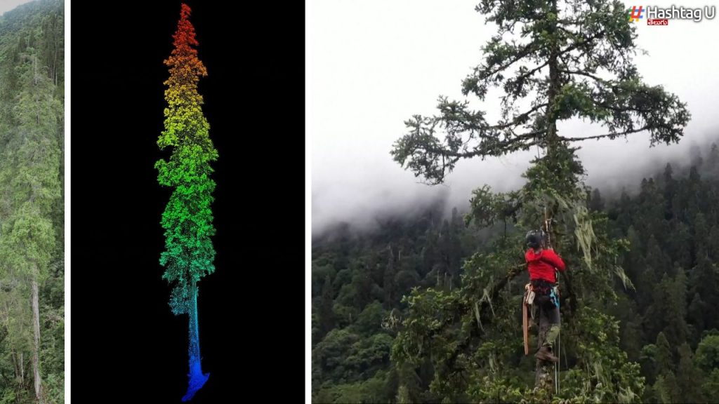 Worlds Tallest Tree  
