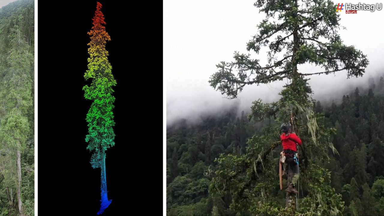 Worlds Tallest Tree : స్టాచ్యూ ఆఫ్ లిబర్టీ కంటే ఎత్తైన చెట్టు.. ఎక్కడ ?    