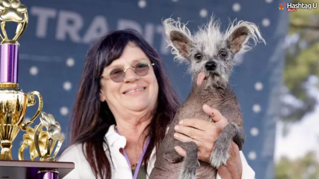 Worlds Ugliest Dog