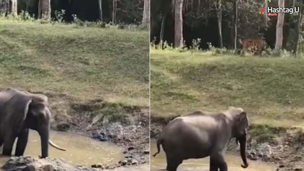 Elephant