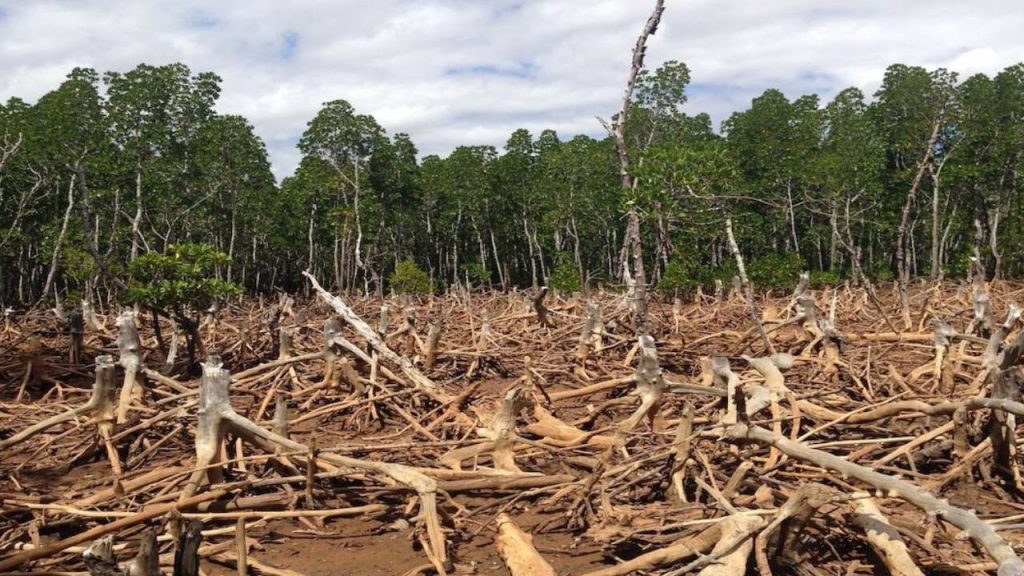 Forest Lost