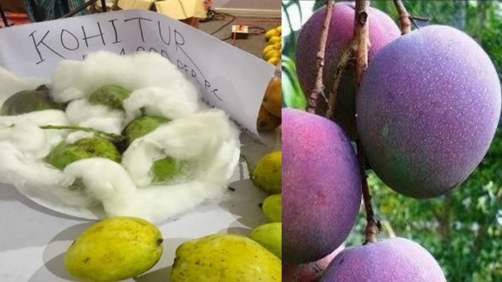 These mangoes are very costly miyazaki mango kohitur mango cost is too high