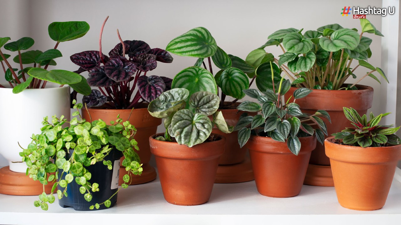 Indoor Plants: గాలిని శుద్ధి చేయడంలో సహాయపడే ఇండోర్ మొక్కలు