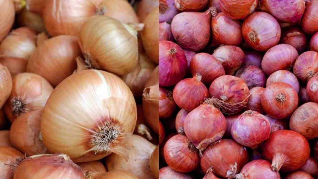 Ban on Onion Export
