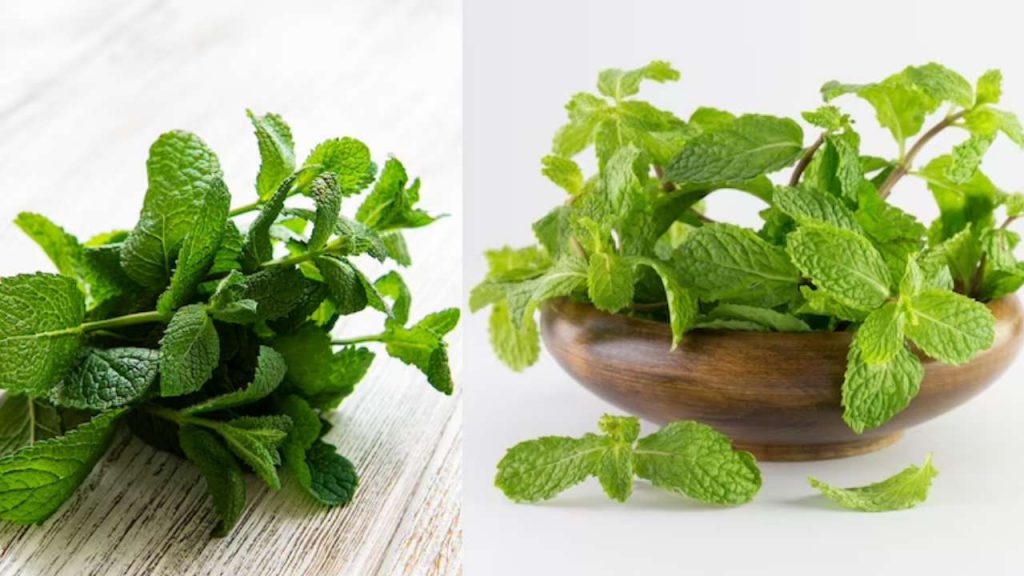 Health Benefits of Mint Leaves must eat or use in food