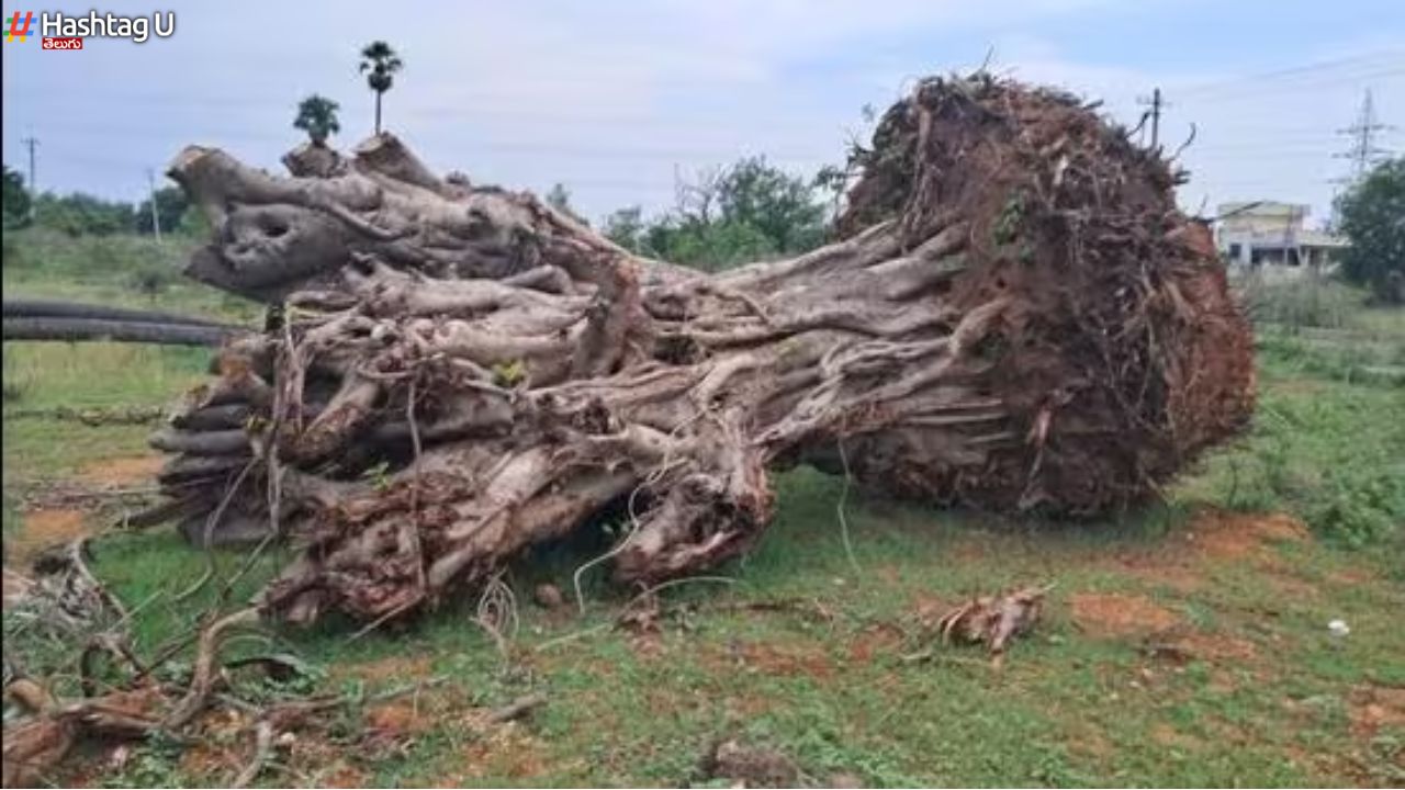 100 Year Old Banyan Tree : ప్రకృతిపై ప్రేమంటే ఇదే.. వందేళ్ల మర్రిచెట్టును మళ్ళీ బతికించిన అనిల్ గొడవర్తి