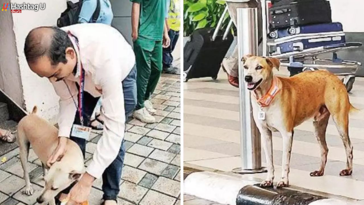 Aadhaar Card For Dogs : ముంబైలో కుక్కలకూ “ఆధార్”.. క్యూఆర్ కోడ్ తో ఐడీ కార్డ్స్