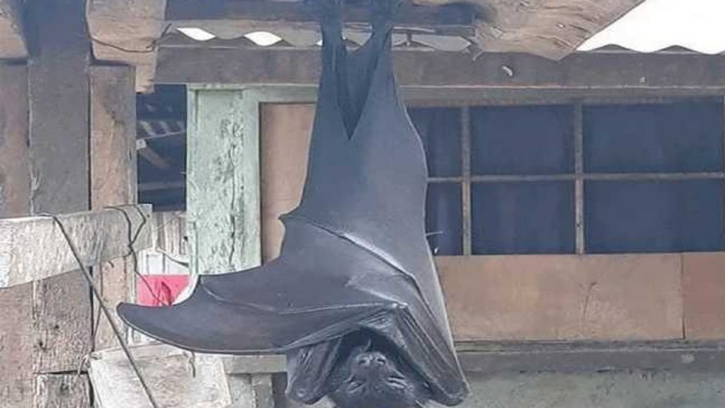 Bat