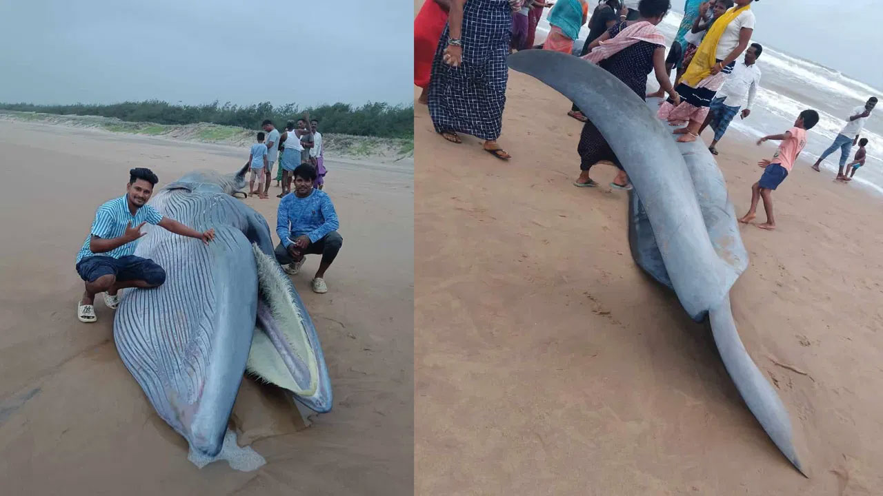 Blue Whale :  సముద్రం ఒడ్డున అరుదైన నీలి తిమింగలం..చూసేందుకు తరలివస్తున్న ప్రజలు