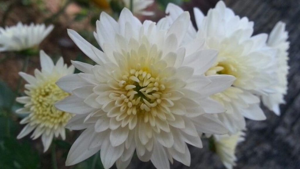 Chrysanthemum