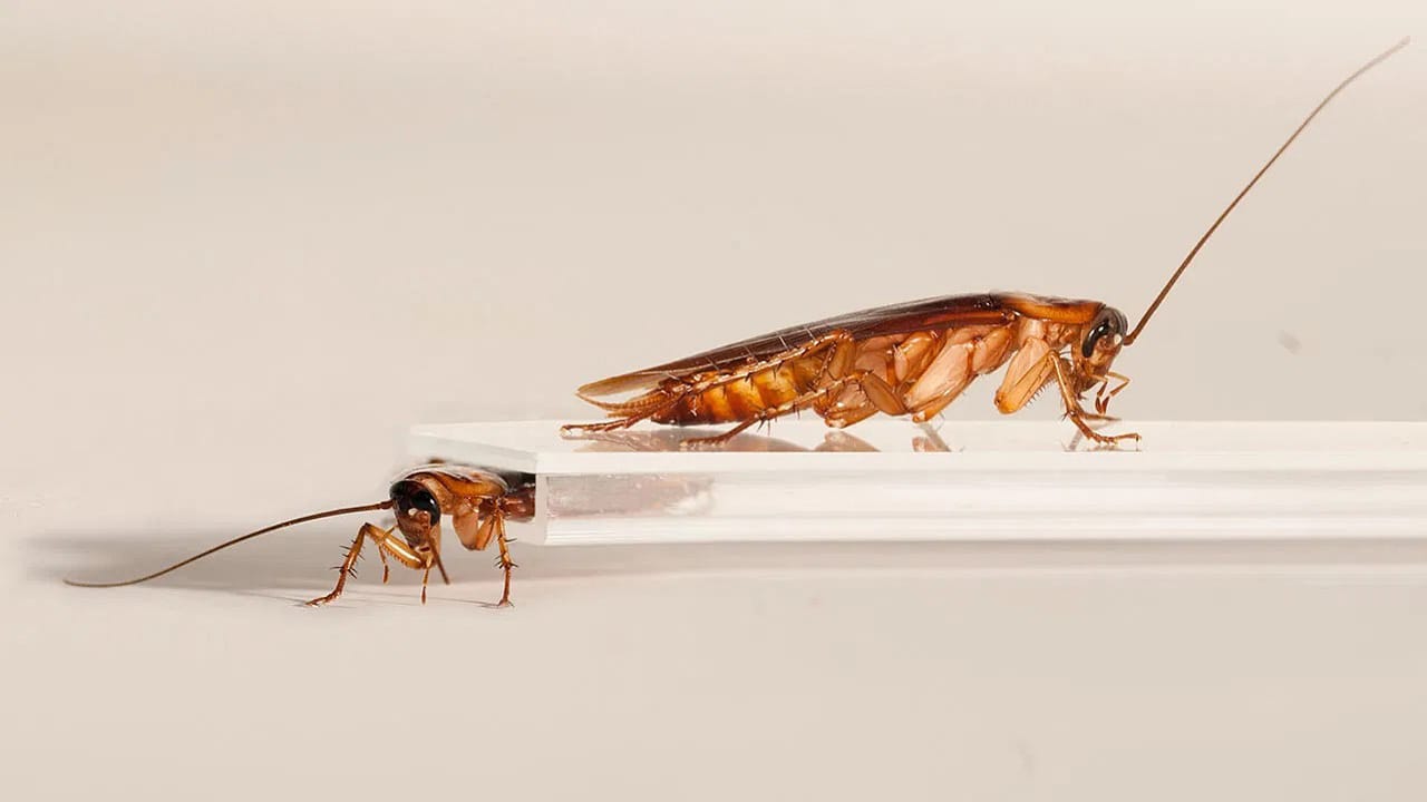 Cockroach: బొద్దింక దెబ్బకు ఉద్యోగం, ఇల్లు వదిలి పరారైన మహిళ?
