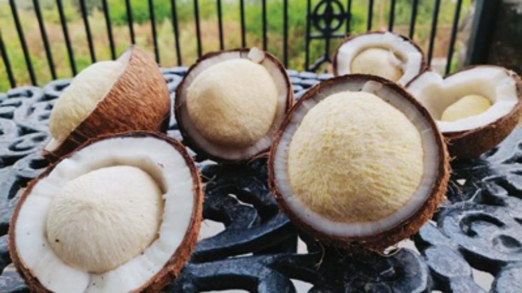 Coconut Embryo
