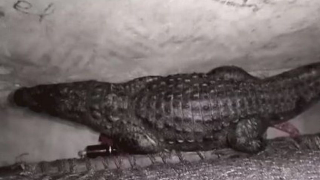 Crocodile