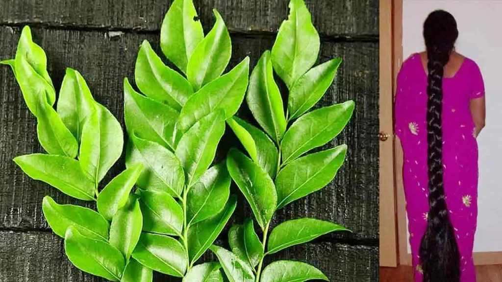 Curry Leaves Water Benefits
