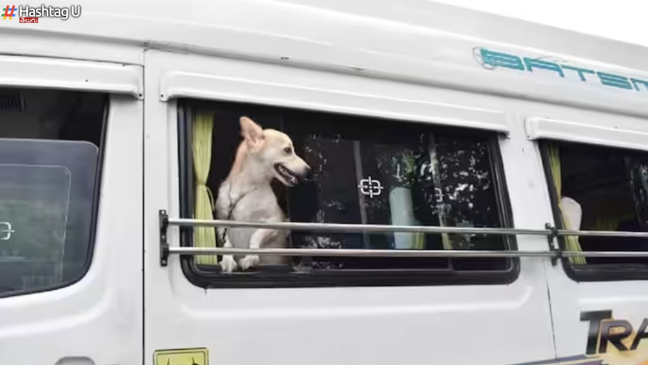 Dog Van-TTD : టీటీడీ రూల్స్ బ్రేక్.. తిరుమలలోకి కుక్కతో కర్ణాటక భక్తుల ఎంట్రీ