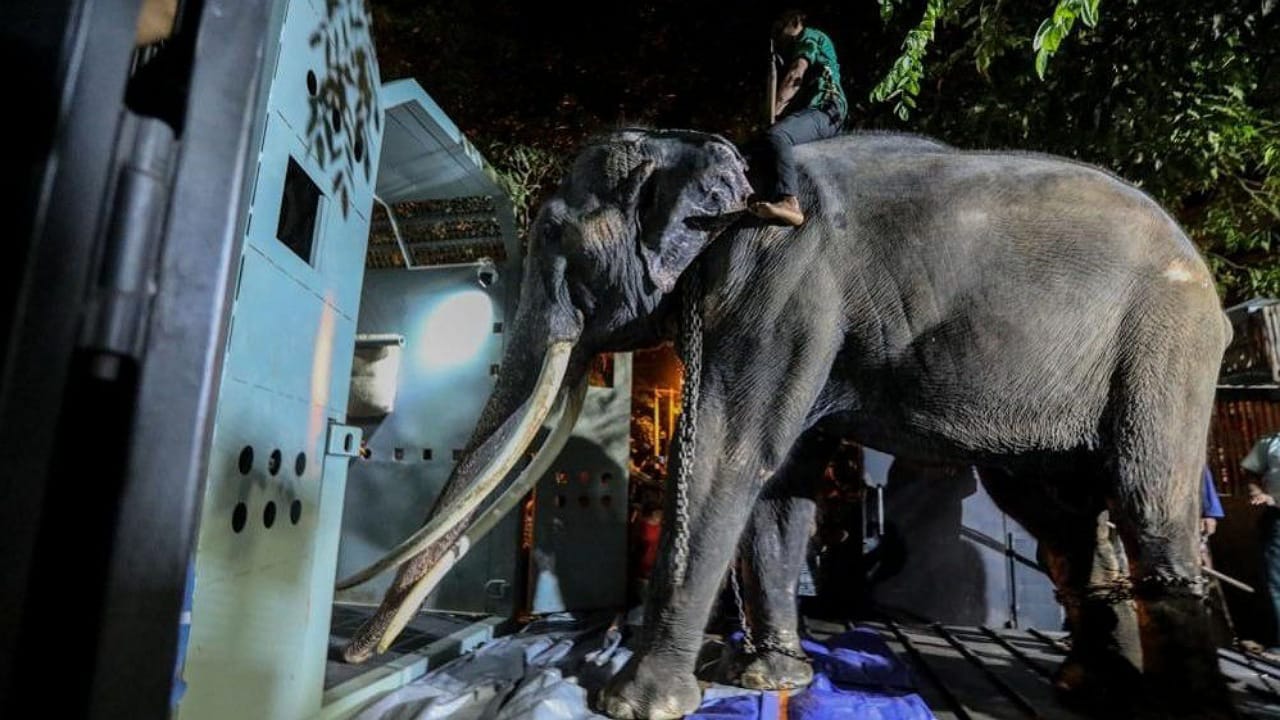 Elephant Muthu Raja