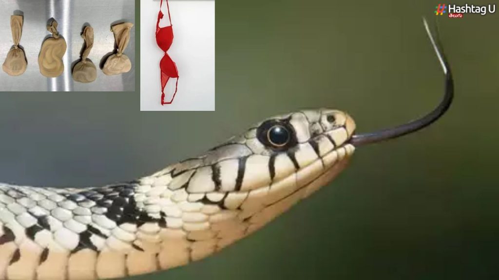 Five Snakes In Bra