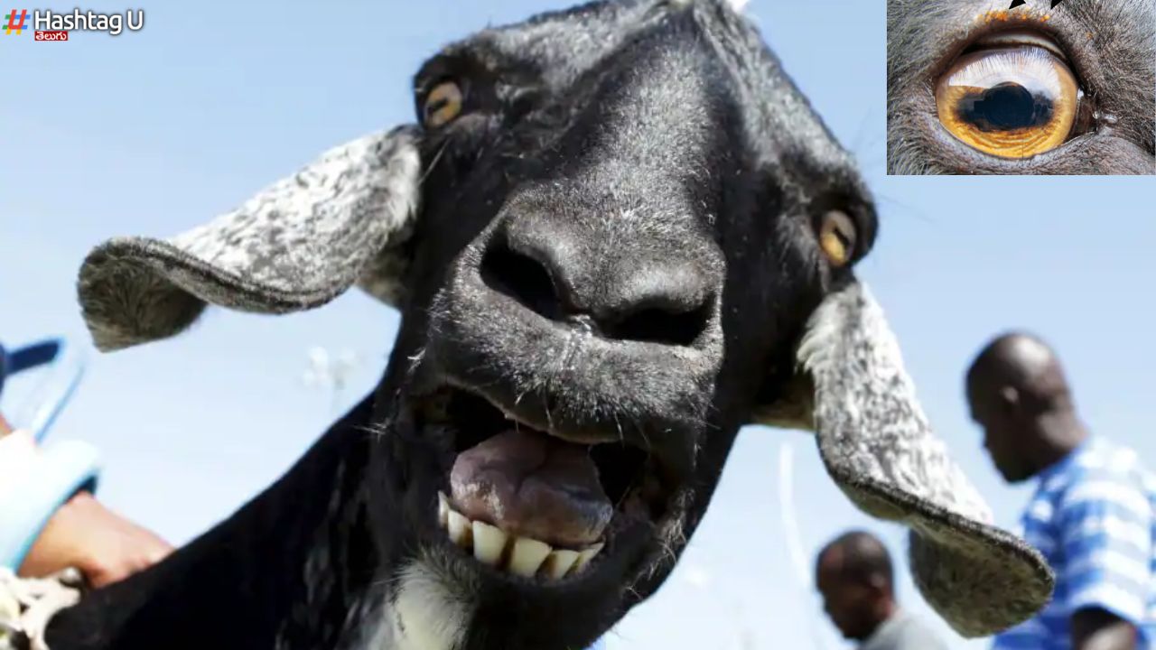 Goats Eye Horror : మేక కన్ను హారర్..మింగలేక కక్కలేక చనిపోయిన వ్యక్తి