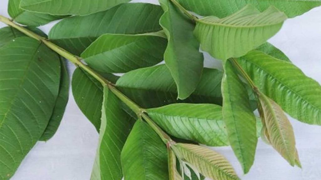 Guava Leaves Benefits