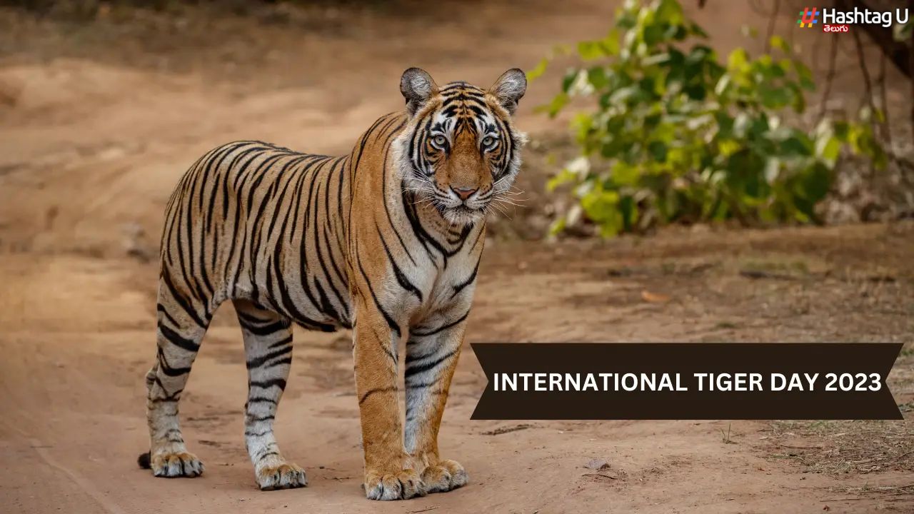 International Tiger Day1