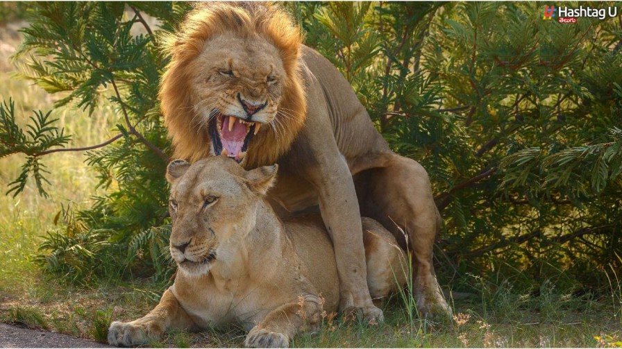 Lions Couple Disturbed