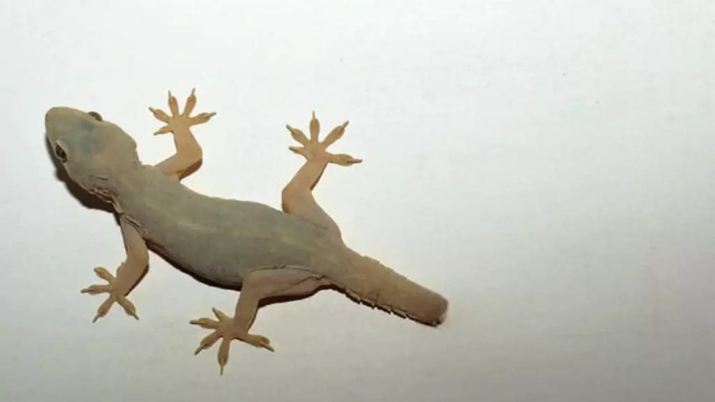 Lizard