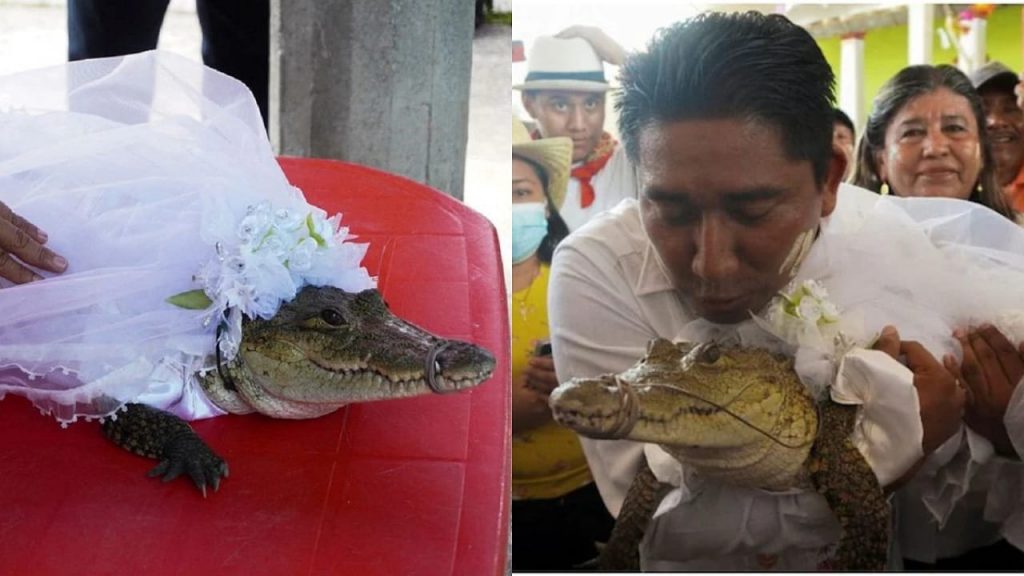 Mayor Marriage With Crocodile