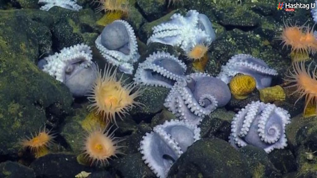 Octopus Nursery 