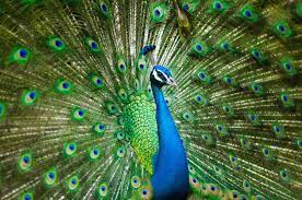 Peacock Feather: మీ ఇంట్లో నెమలి పించం ఉందా.. అయితే ఇది తెలుసుకోవాల్సిందే?