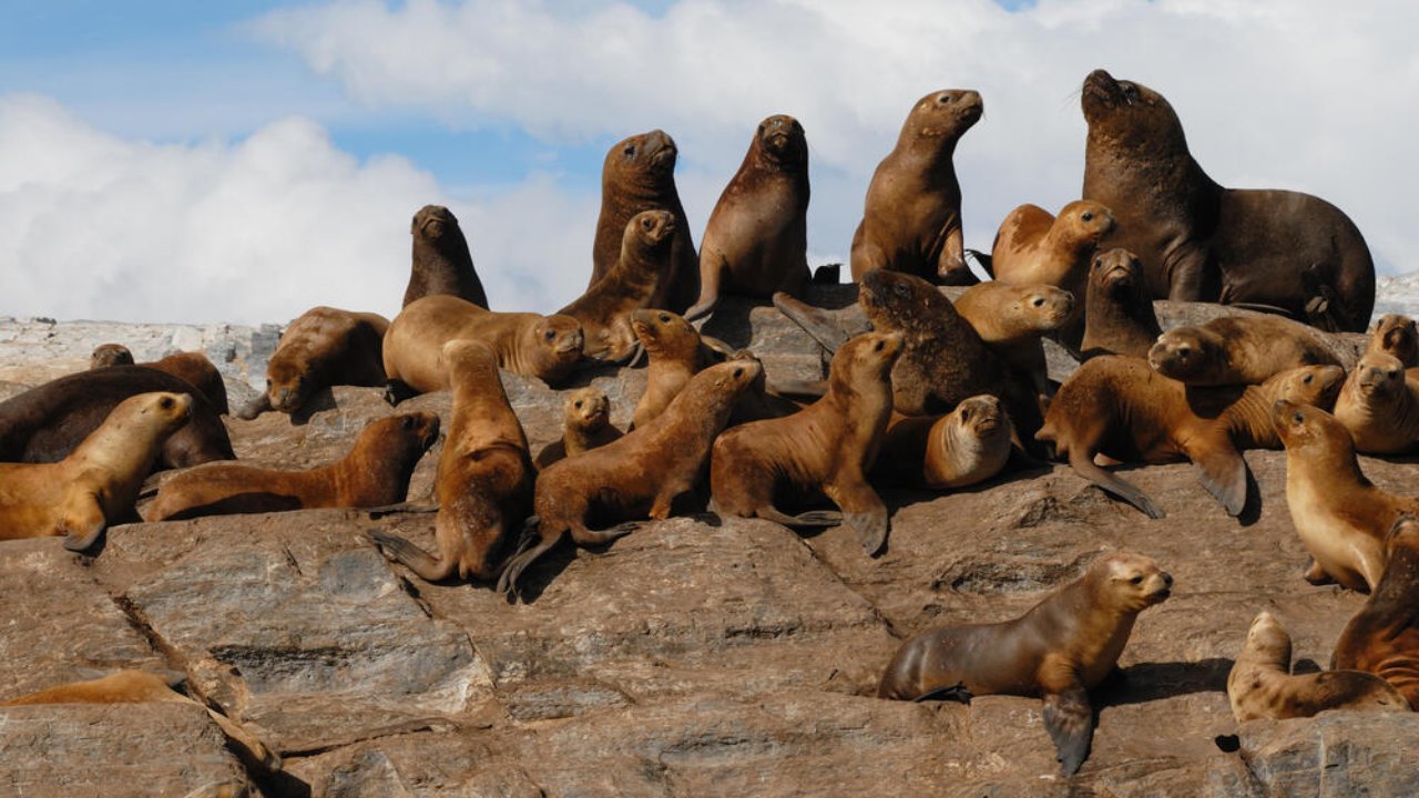 Sea Lions: చిలీలో 13,000 కంటే ఎక్కువ సముద్ర సింహాలు మృతి.. కారణమిదే..?