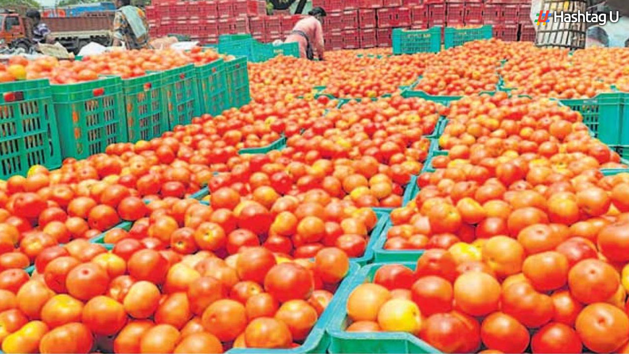 Tomato Prices: తక్కువ ధరలకు టమాటాలు విక్రయించనున్న ప్రభుత్వం.. ఎప్పటివరకు అంటే..?