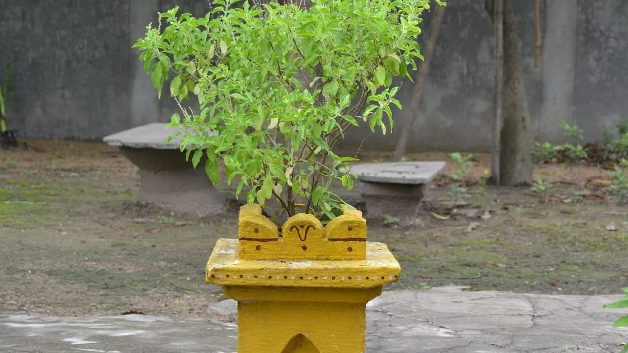 Tulasi Plant: తులసి మొక్కను బహుమతిగా ఇవ్వవచ్చా.. అలా ఇవ్వడం మంచిదేనా?