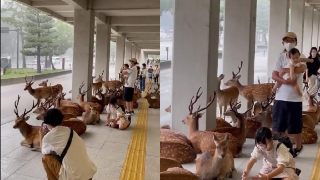 Anand Mahindra shares interesting video on Deers and Humans