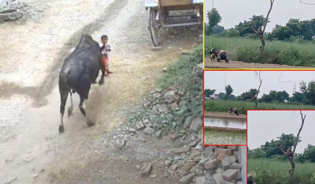 Bull Attacked The Young Man