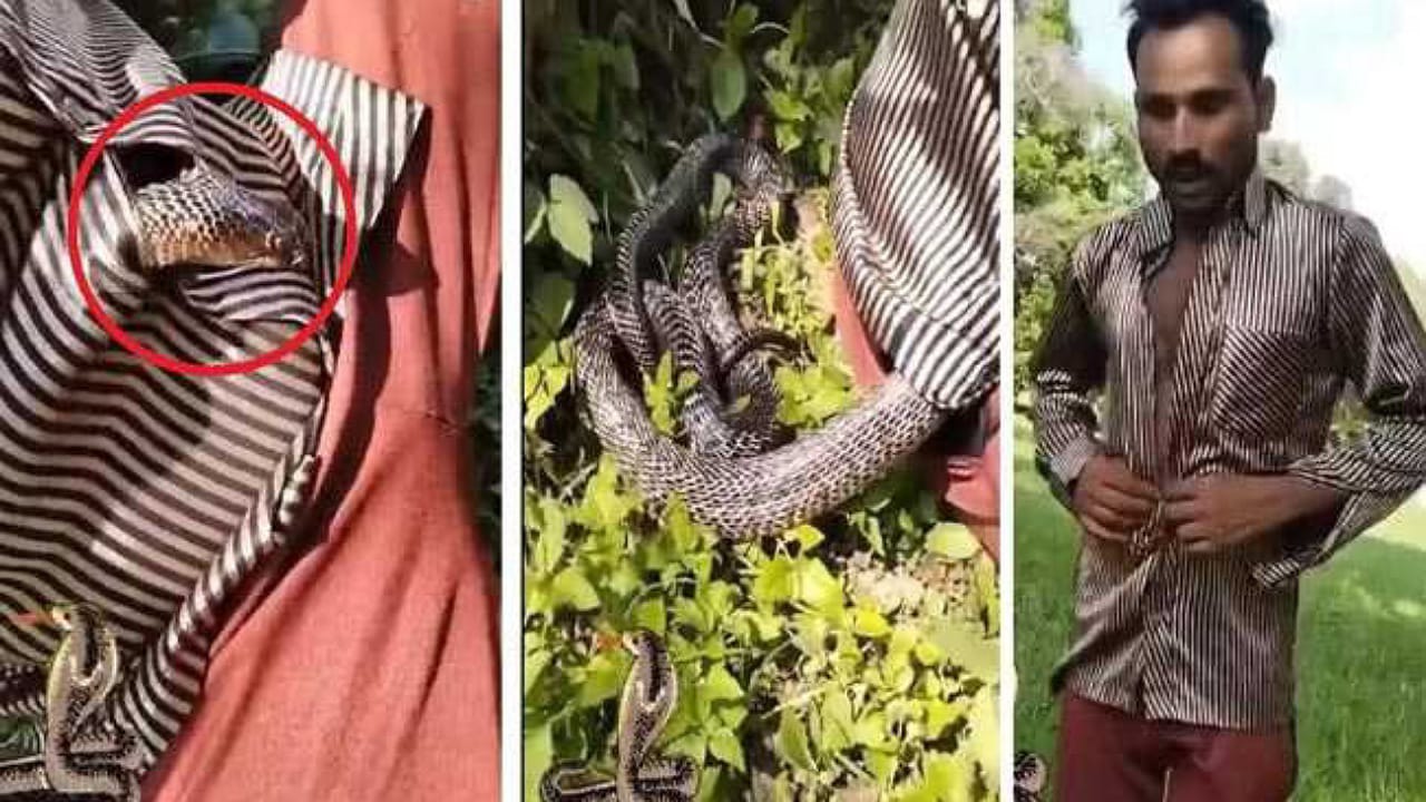 Cobra Snake: వ్యక్తి షర్టు లోపలికి దూరిన చుక్కలు చూపించిన నాగుపాము.. వీడియో వైరల్?