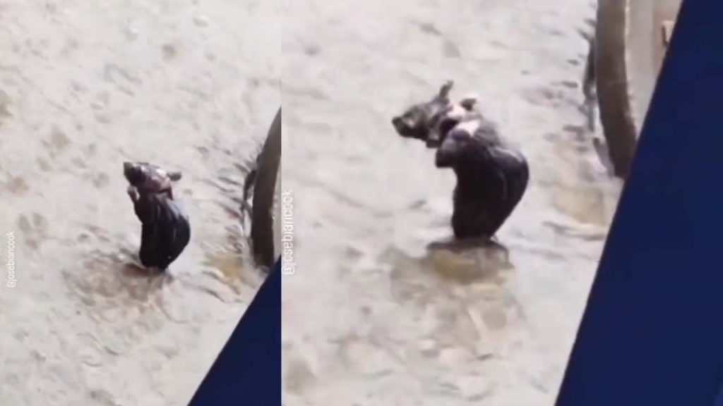 Rat Bathing in Rain cute video goes viral