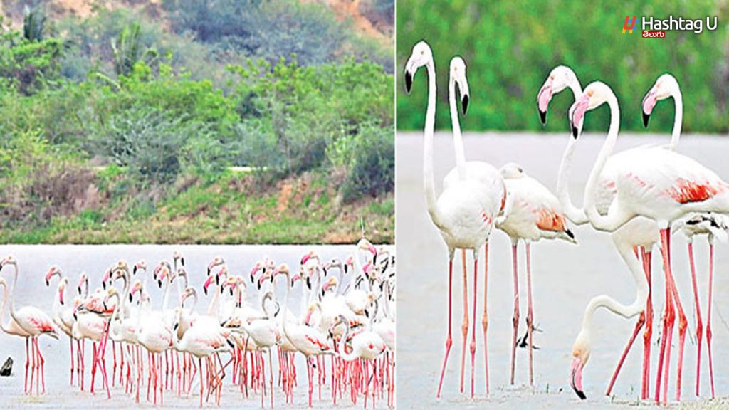 Sybirian Birds