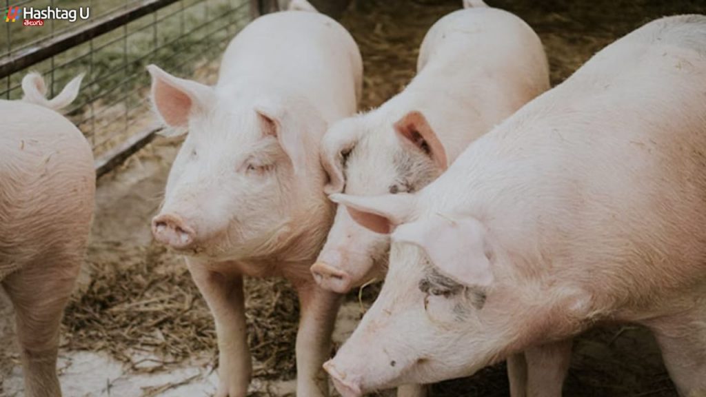 African Swine Flu
