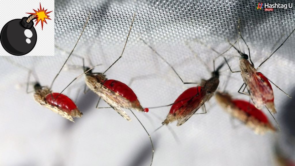 World Malaria Day