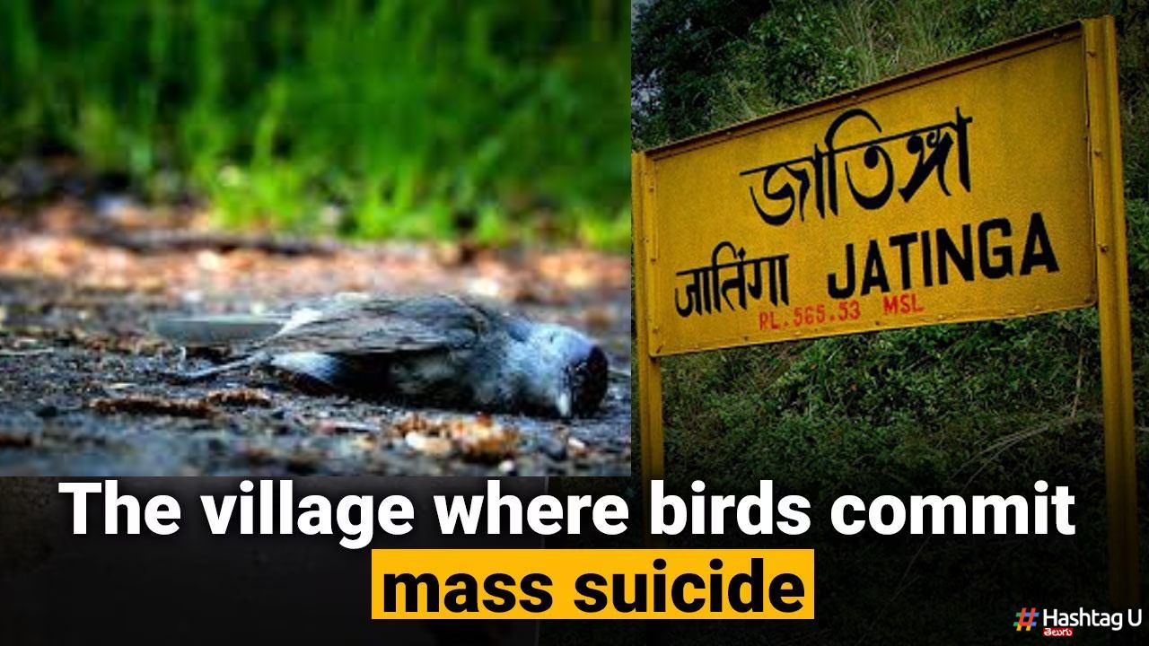 Birds Suicides – A Village : పక్షులు సూసైడ్ చేసుకునే మిస్టరీ విలేజ్.. ఇండియాలోనే !