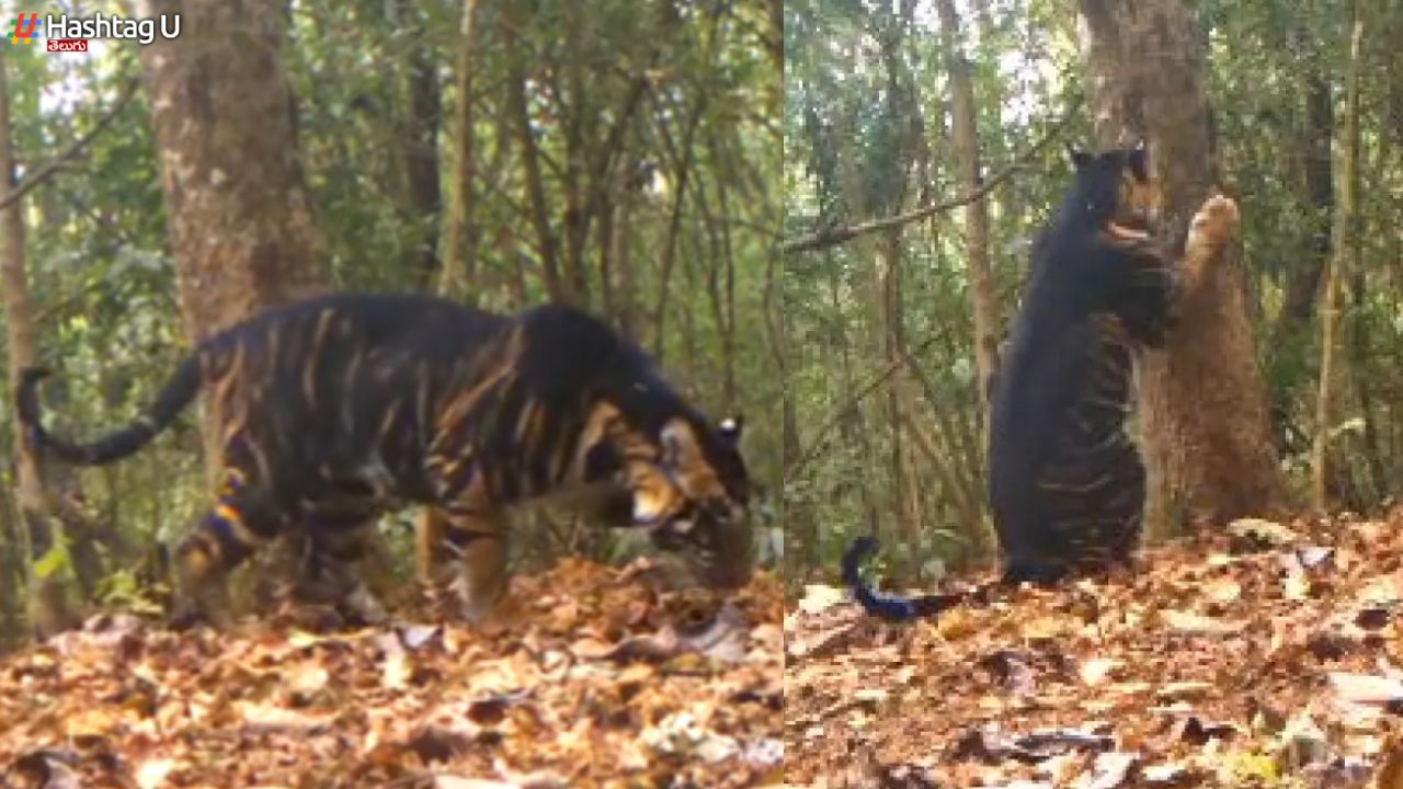 Black Tiger : ఆ అడవిలో బ్లాక్ టైగర్ హల్ చల్.. వీడియో వైరల్