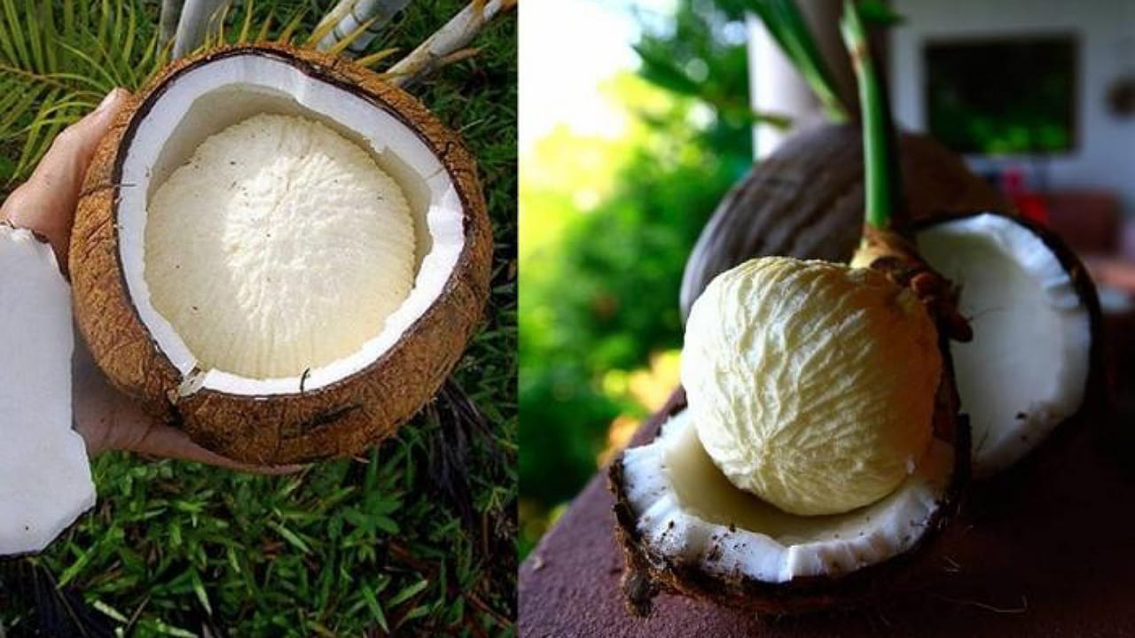 Coconut: కొబ్బరికాయలో పువ్వు కనిపించిందా.. అది దేనికి సంకేతమో తెలుసా?